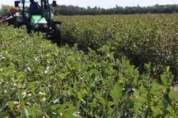 Sušené plody aronia 100g - Rakousko